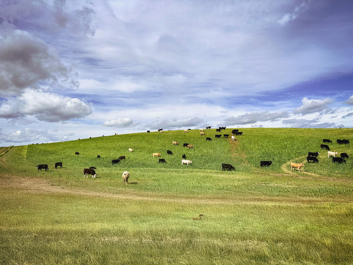 Come Visit the Ranch