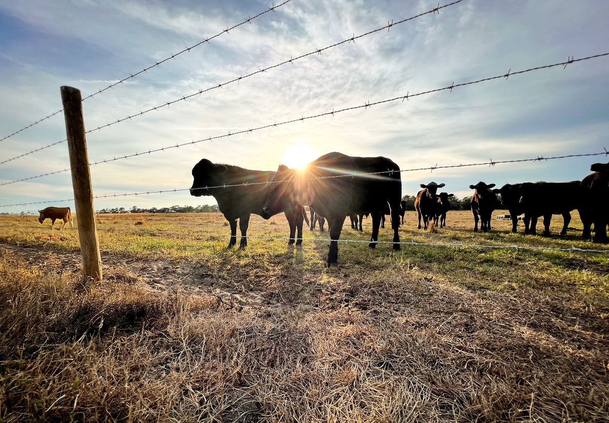 Come Visit the Ranch